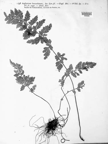 Asplenium lanceolatum image